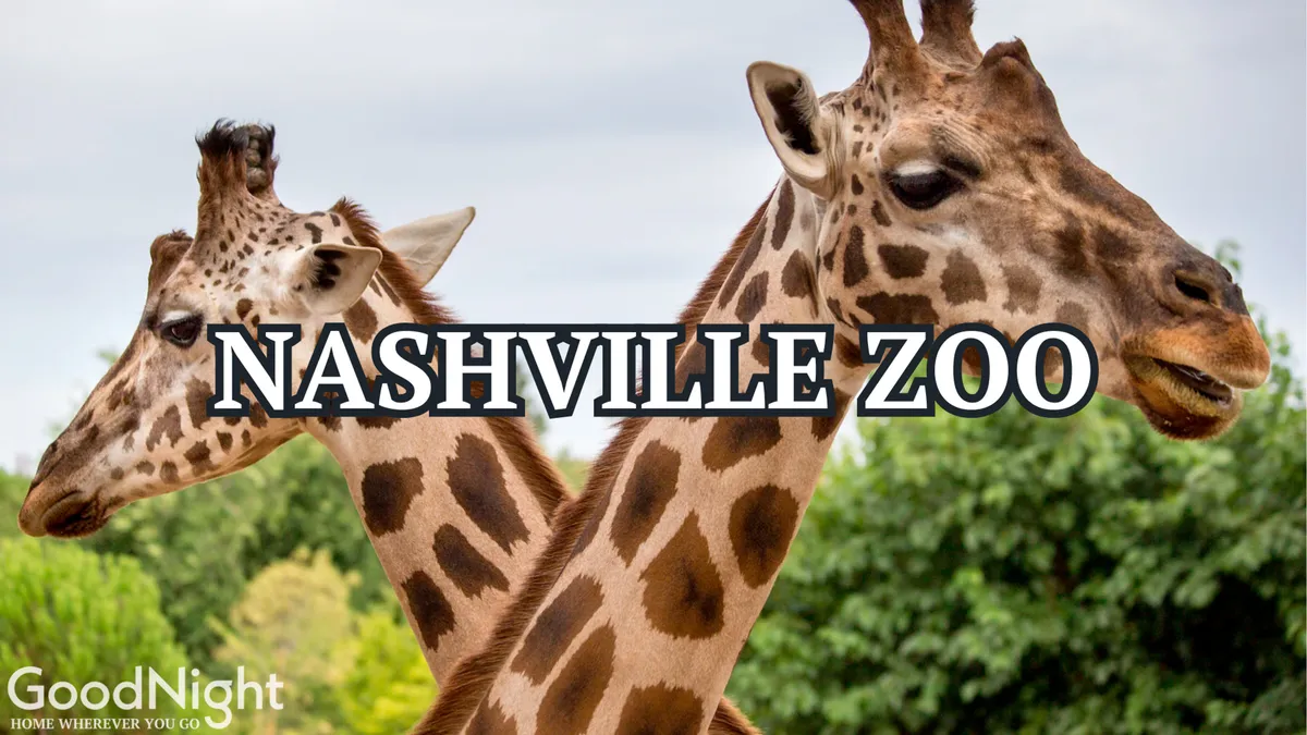 A joyful exterior photo of giraffes set against lush greenery, representing the type of family outing possible at the nearby Nashville Zoo. The mood is playful and curious, ideal for families with children.